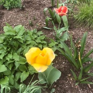 Meet your Posher, Courtney